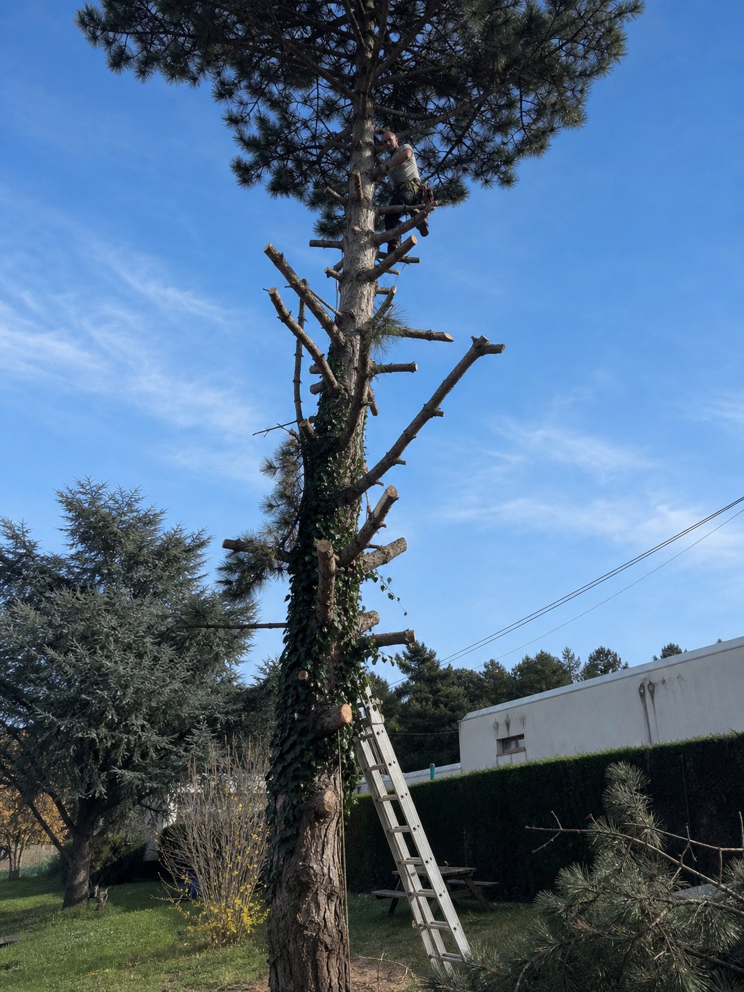 Intervention d'élagage en hauteur sur un grand arbre