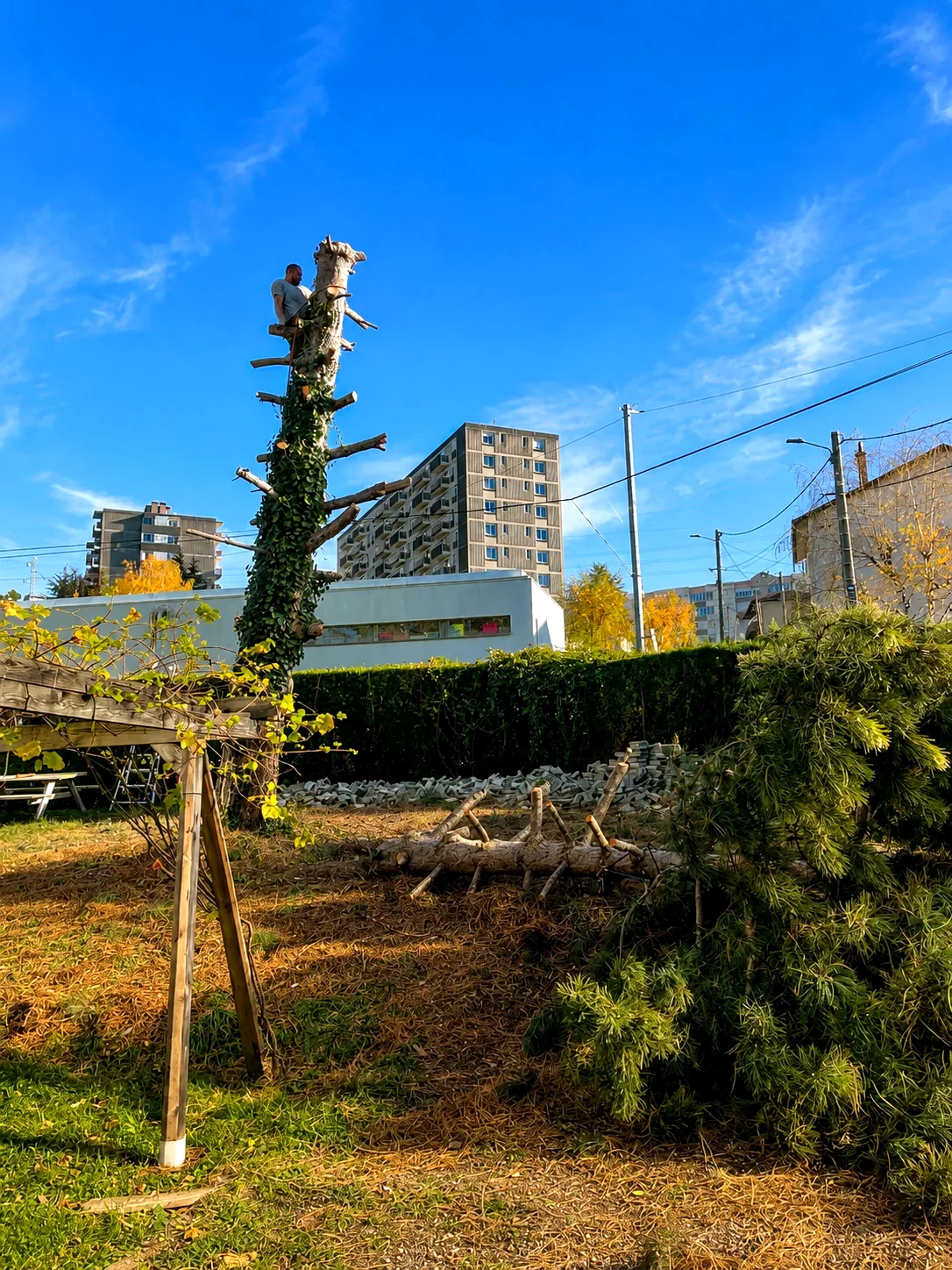 Arbre taillé après intervention d'élagage