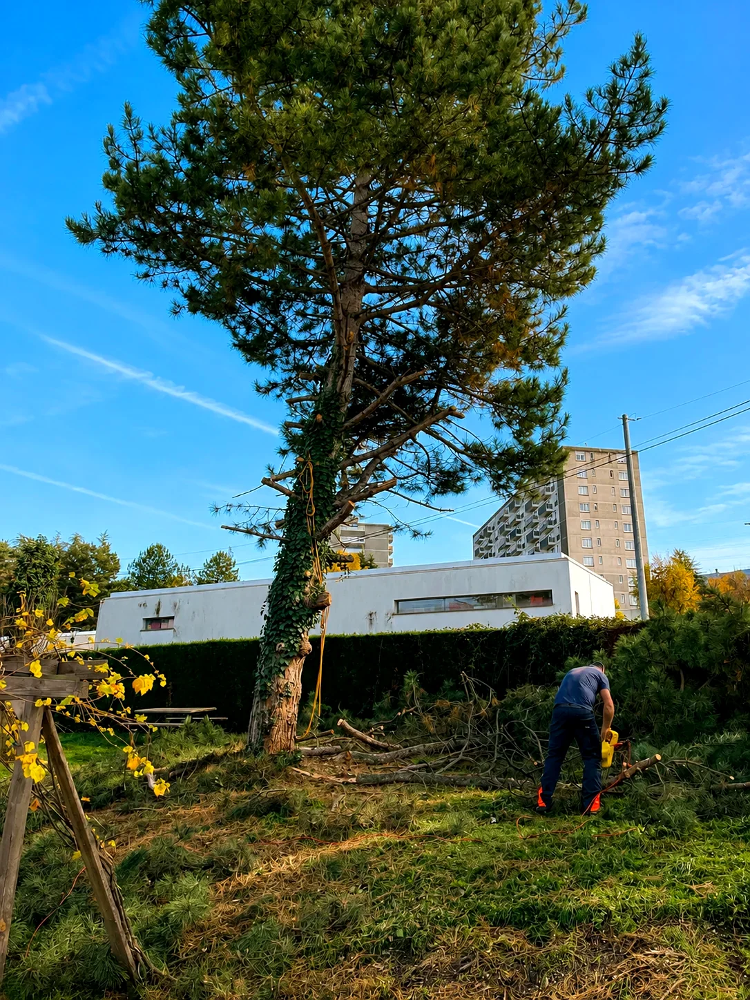 Intervention d'élagage sur conifère dans un jardin