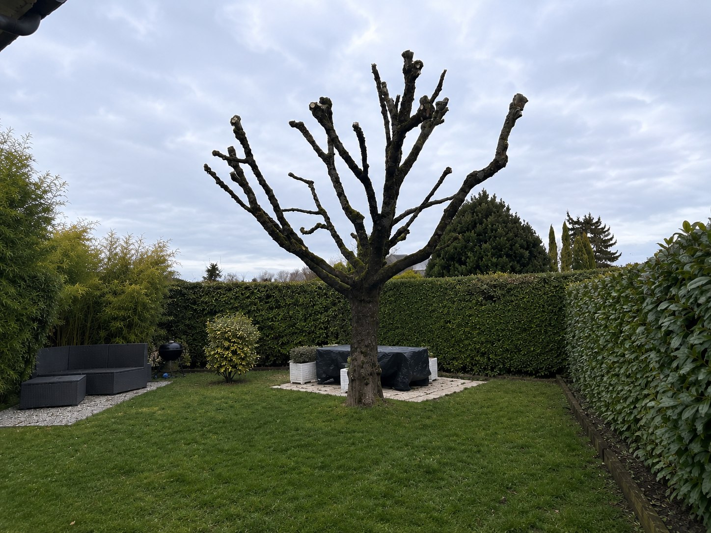 Arbre après intervention d'élagage dans un jardin
