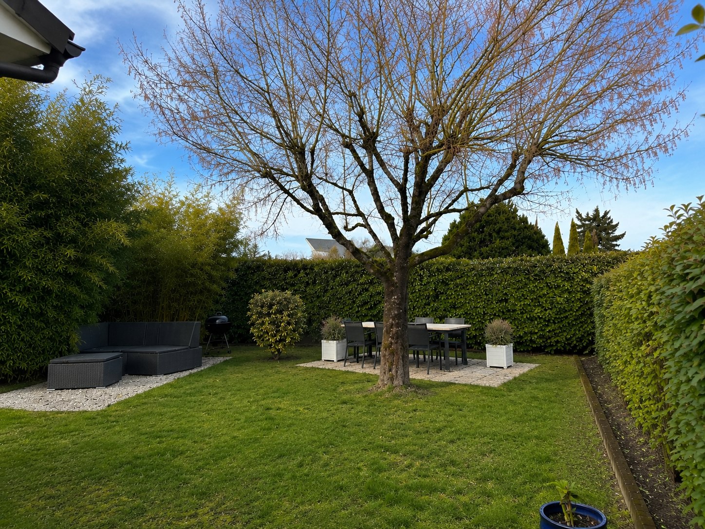 Arbre avant intervention d'élagage dans un jardin