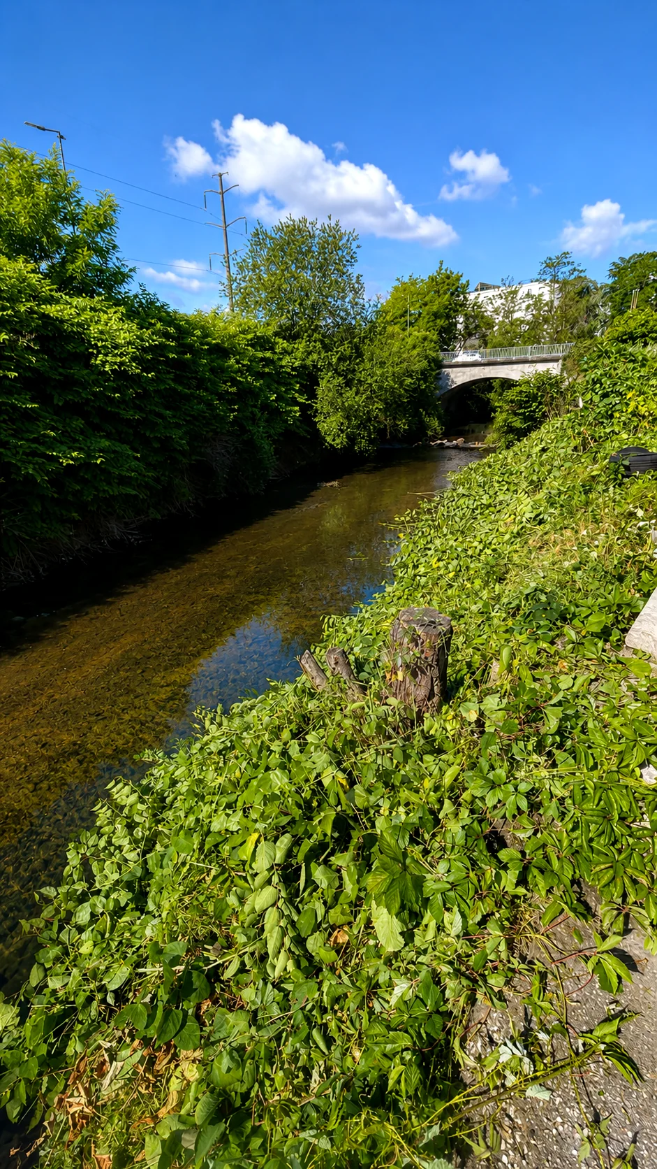 Abords végétalisés et haies entretenues le long d'un cours d'eau
