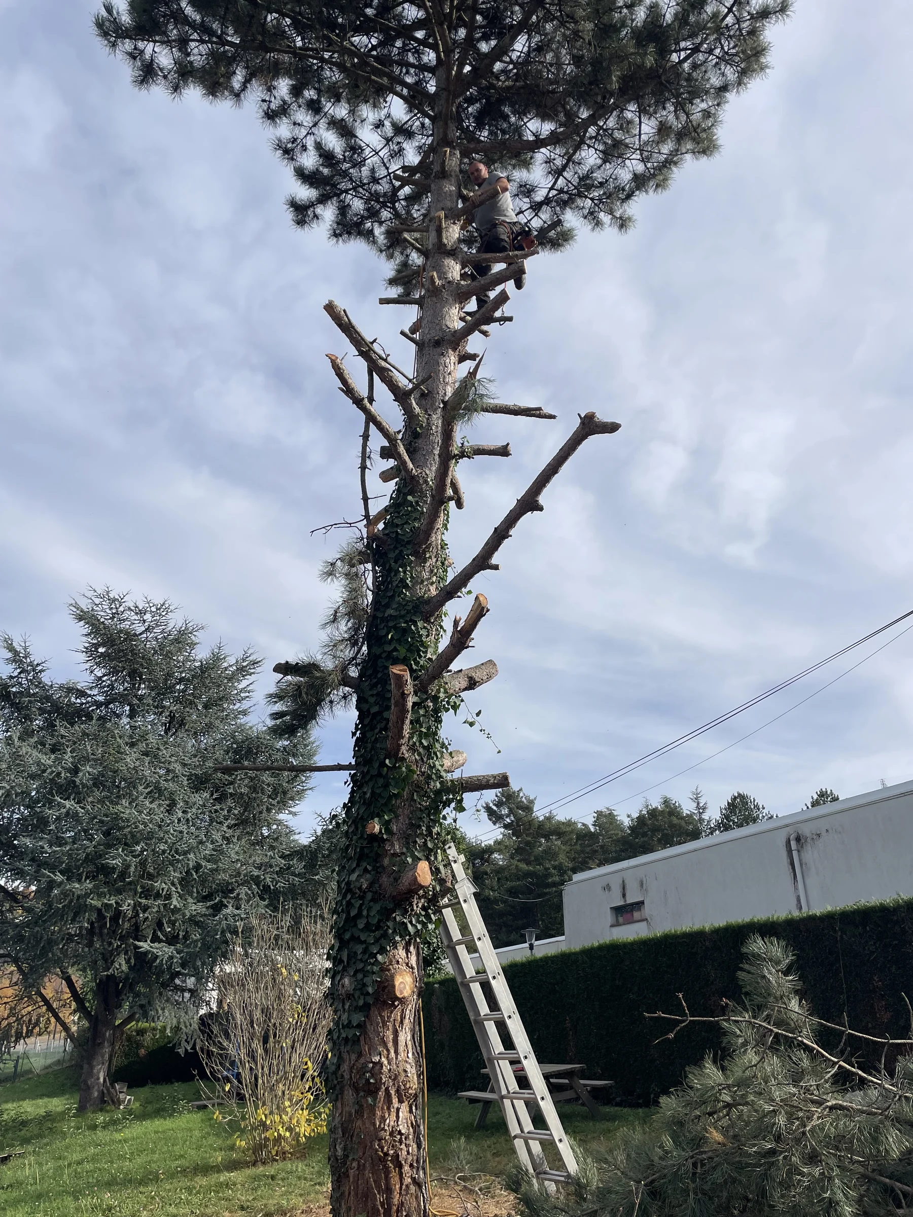 Élagage d'un grand pin dans un jardin résidentiel