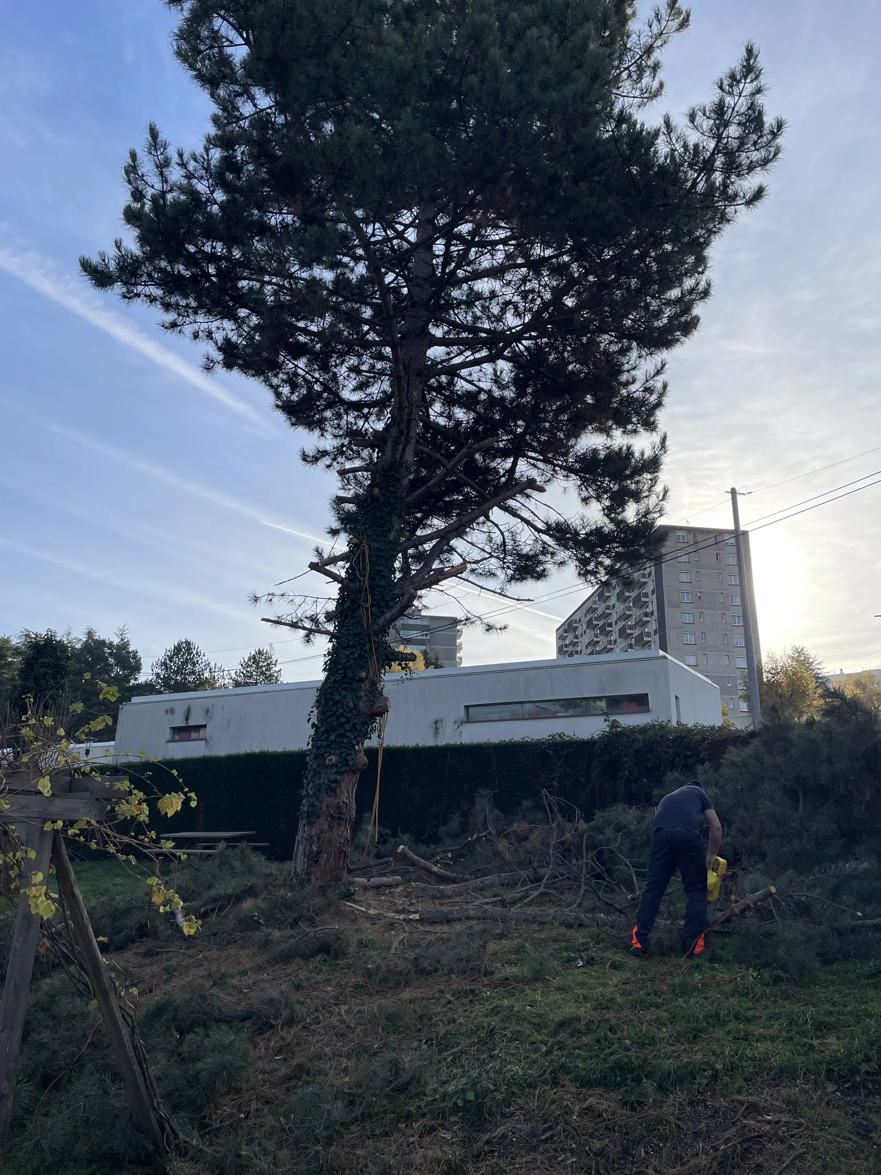 Intervention d'élagage sur un conifère en ville