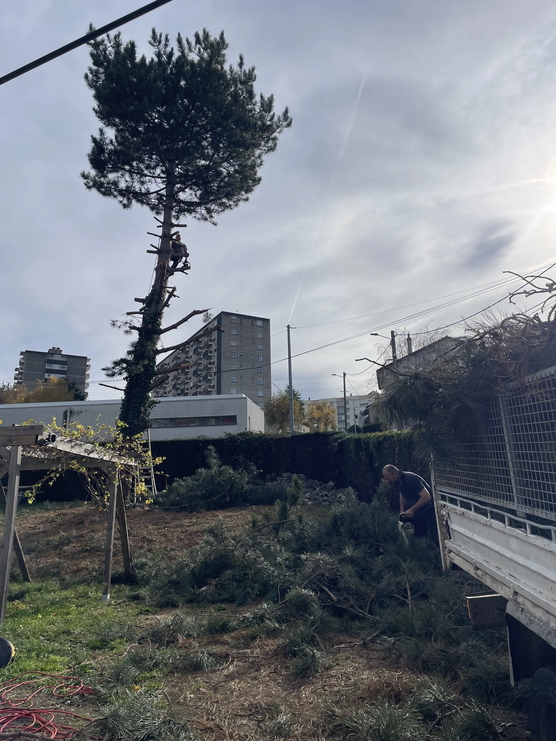 Taille d'un arbre en hauteur par un élagueur