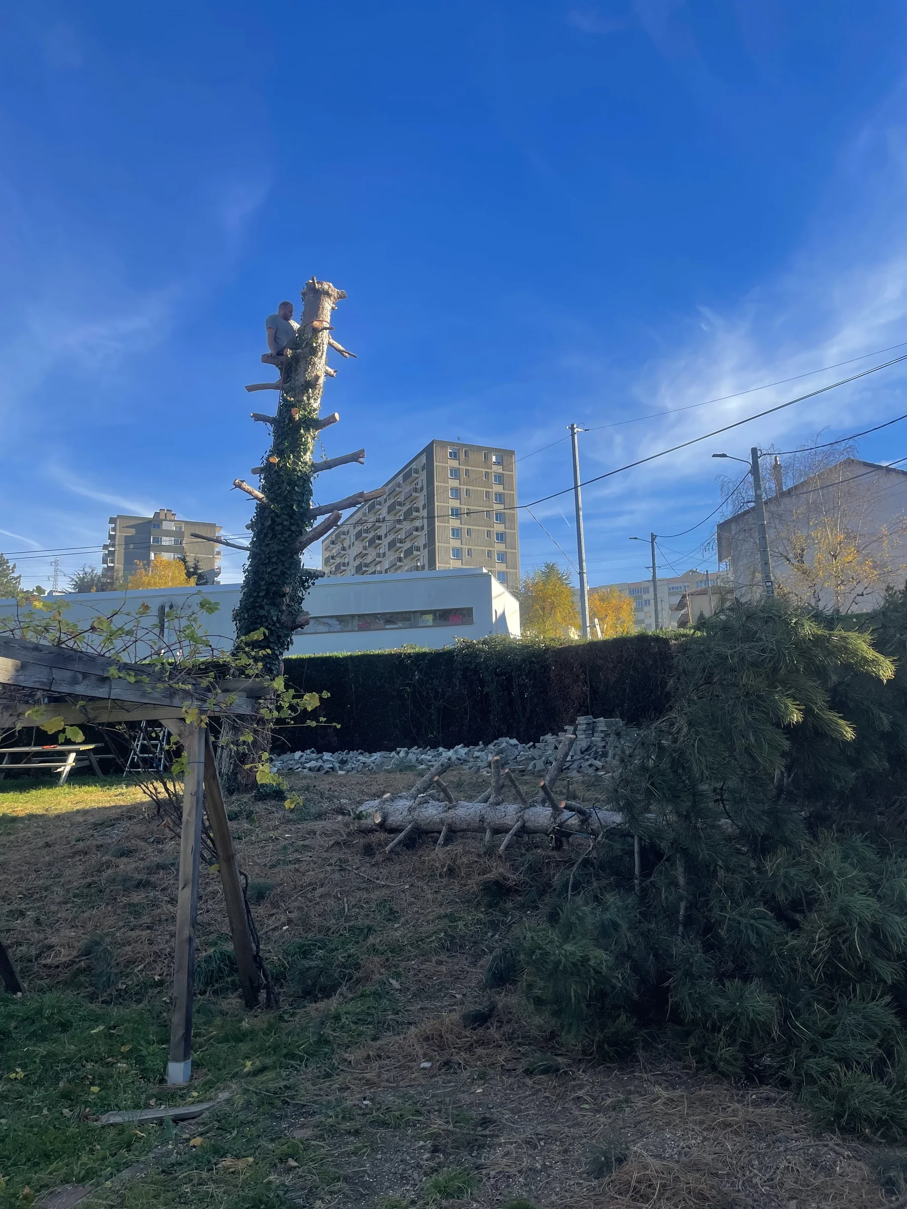 Nettoyage d'un jardin après élagage avec branches au sol