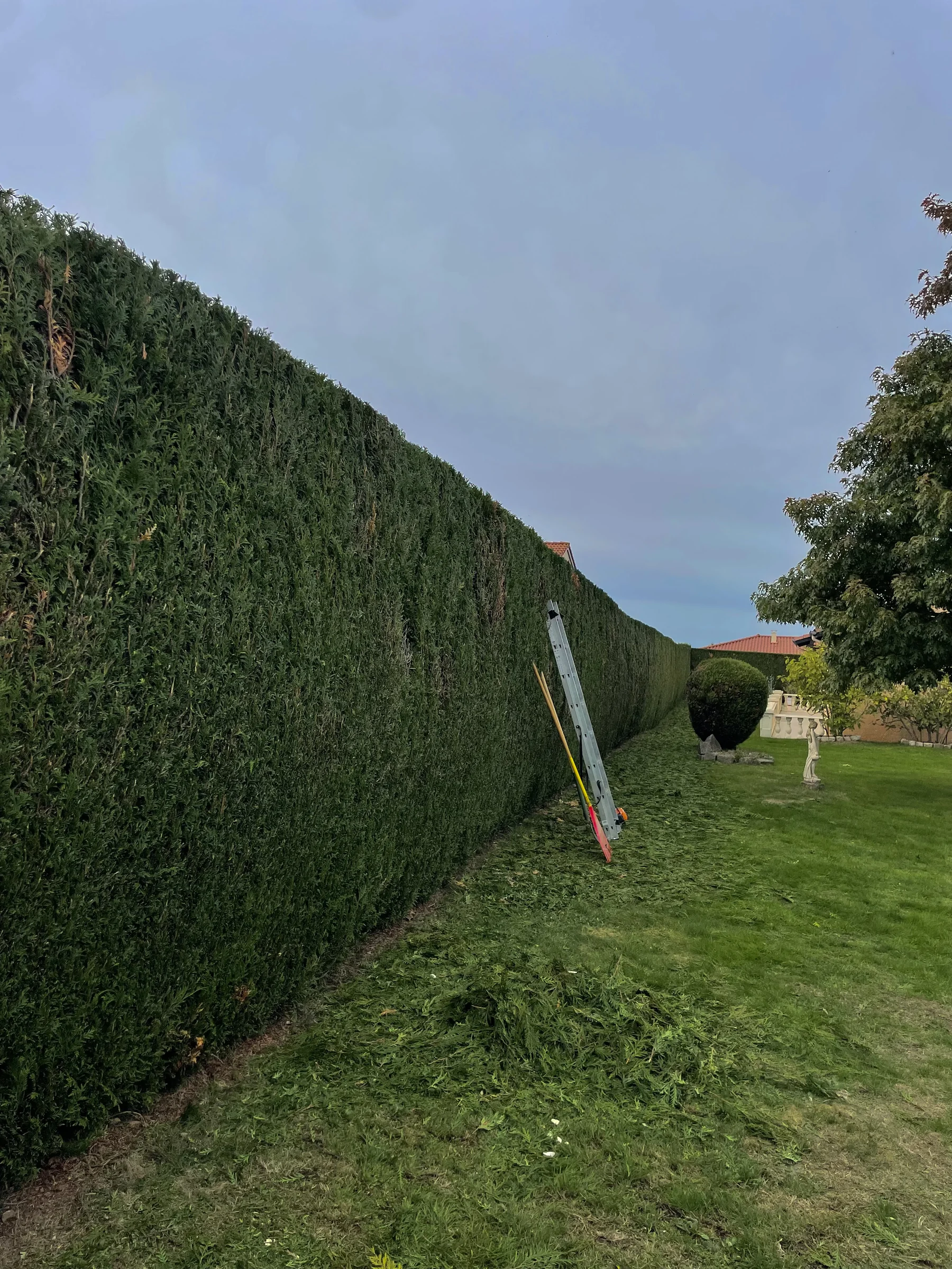 Grande haie entretenue le long d'une pelouse